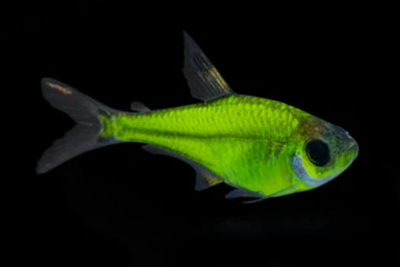 Пристелла GloFish Зеленая